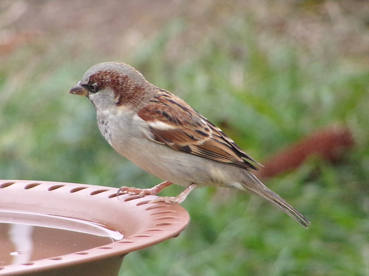 Gorrión Común - ML646054914