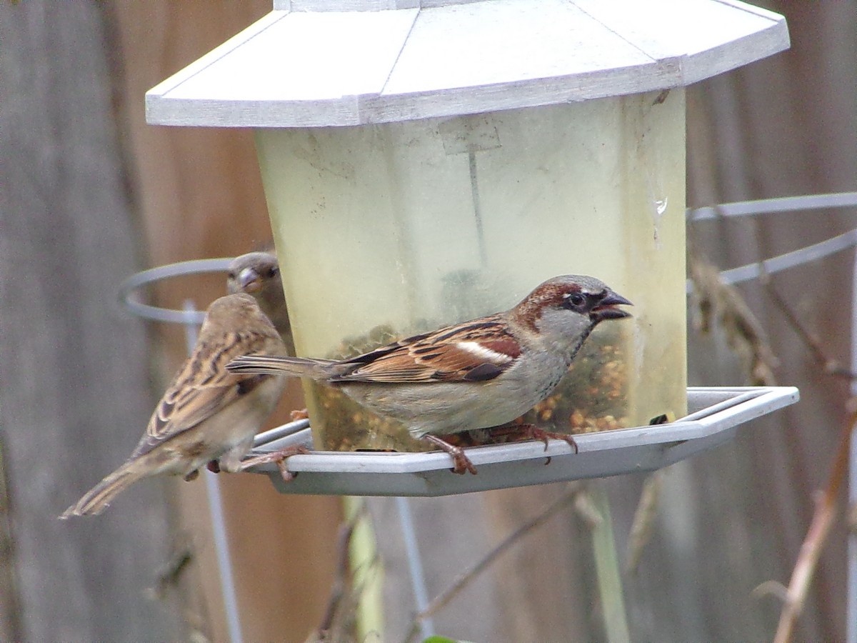 Gorrión Común - ML646054915