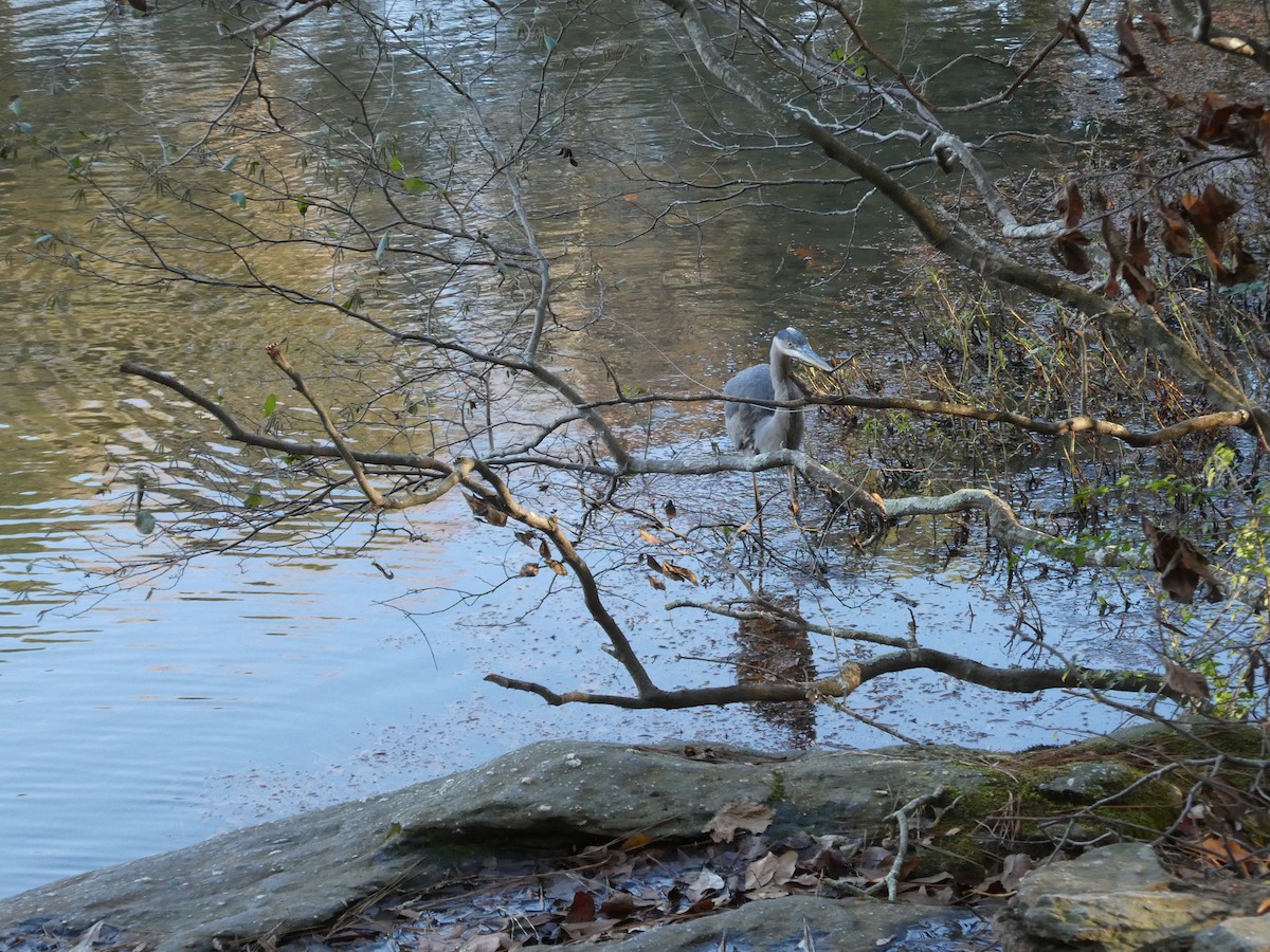 Great Blue Heron - ML646054916