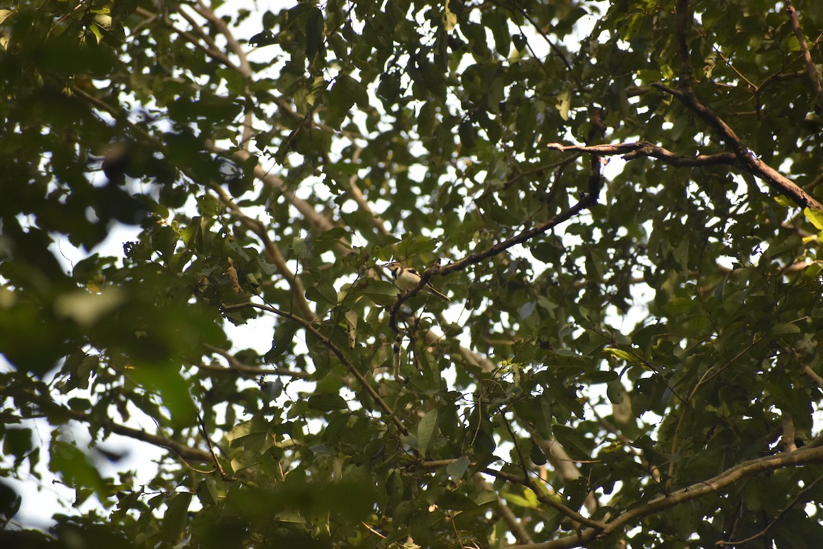 山鶺鴒 - ML646054917