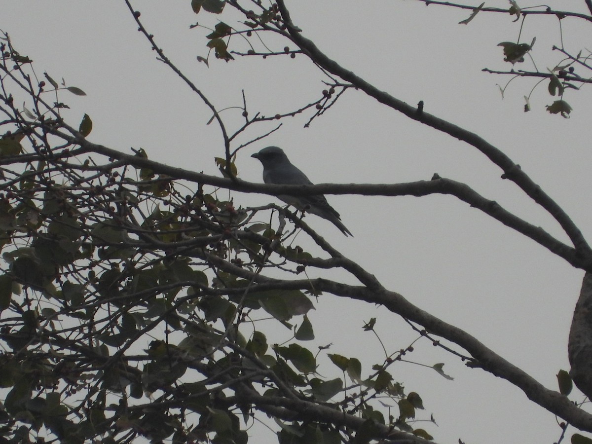 Indian Cuckooshrike - ML646054918