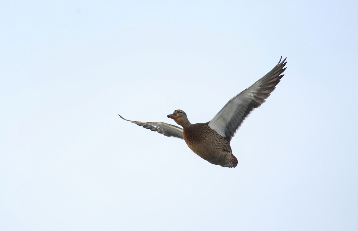 Mallard - ML646054929