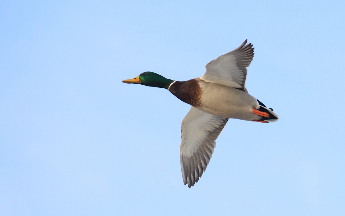 Mallard - ML646054931