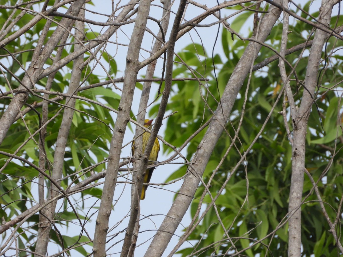 Loriot indien - ML646054933