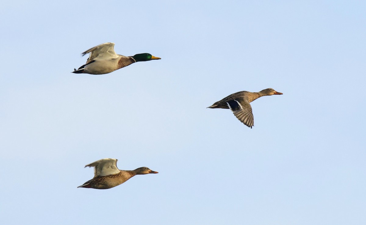 Mallard - ML646054942