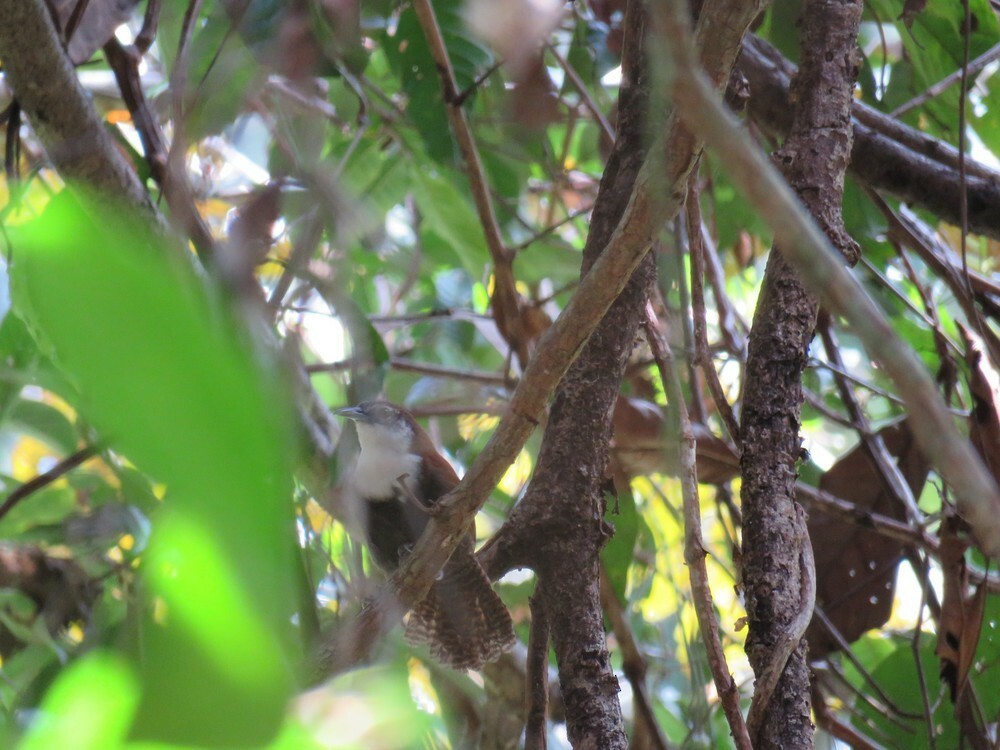Black-bellied Wren - ML646054948