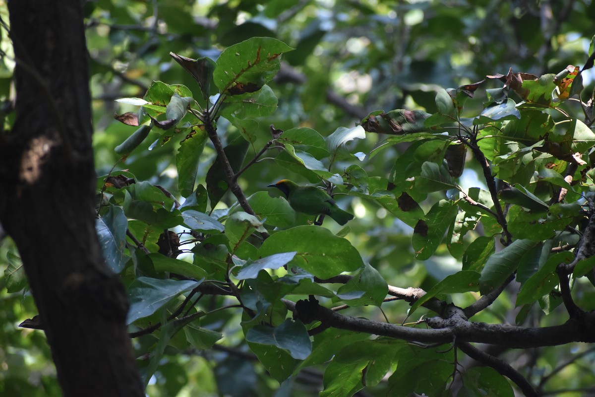 gyllenpannebladfugl - ML646054951