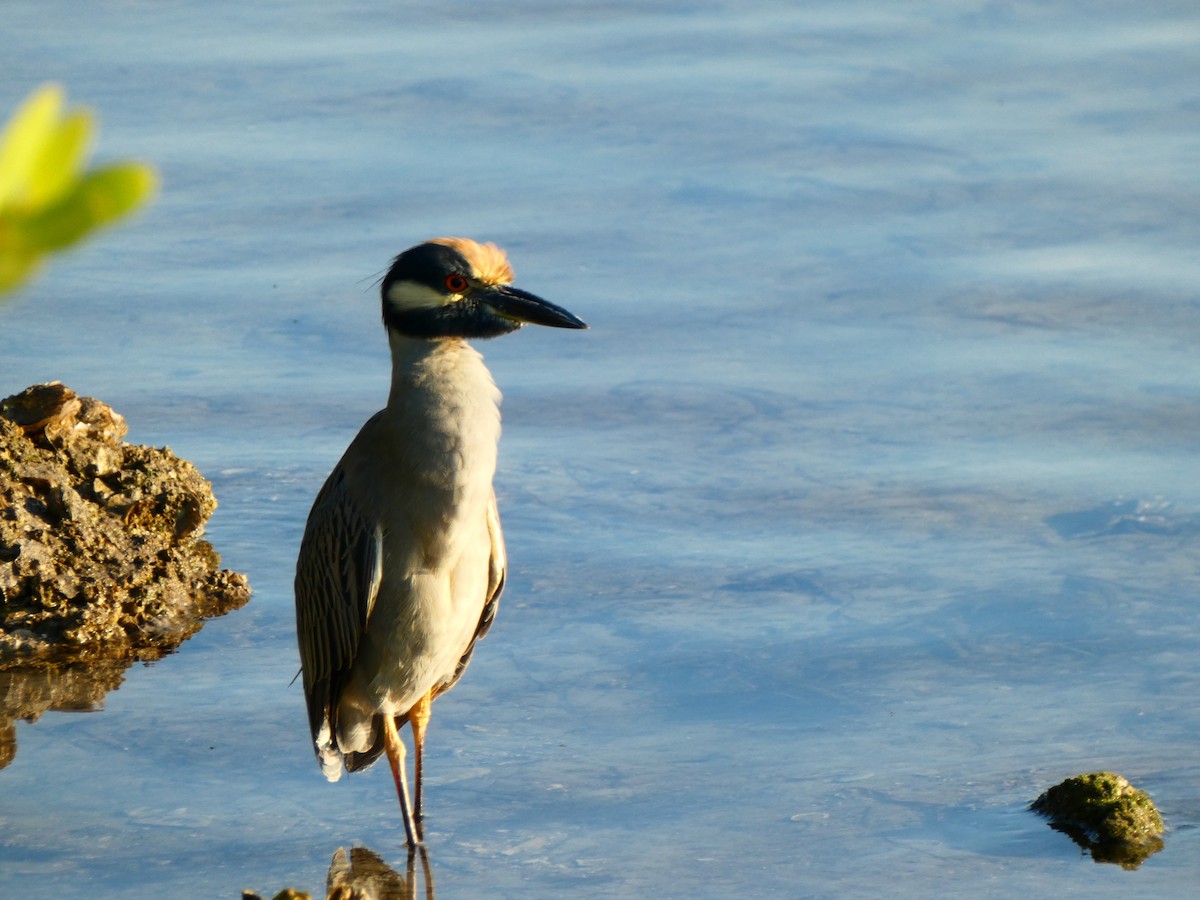 kvakoš žlutočelý [skupina violacea] - ML646054952