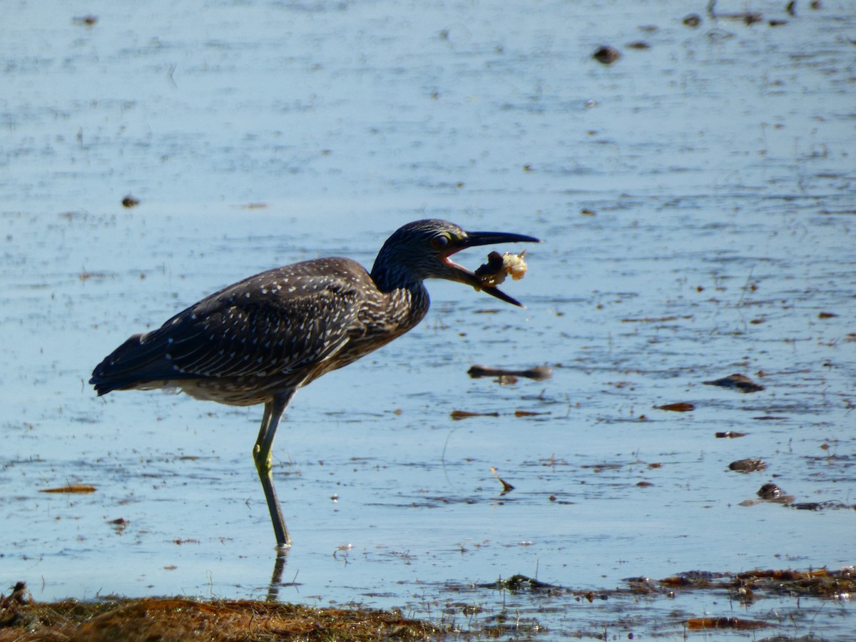 kvakoš žlutočelý [skupina violacea] - ML646054953