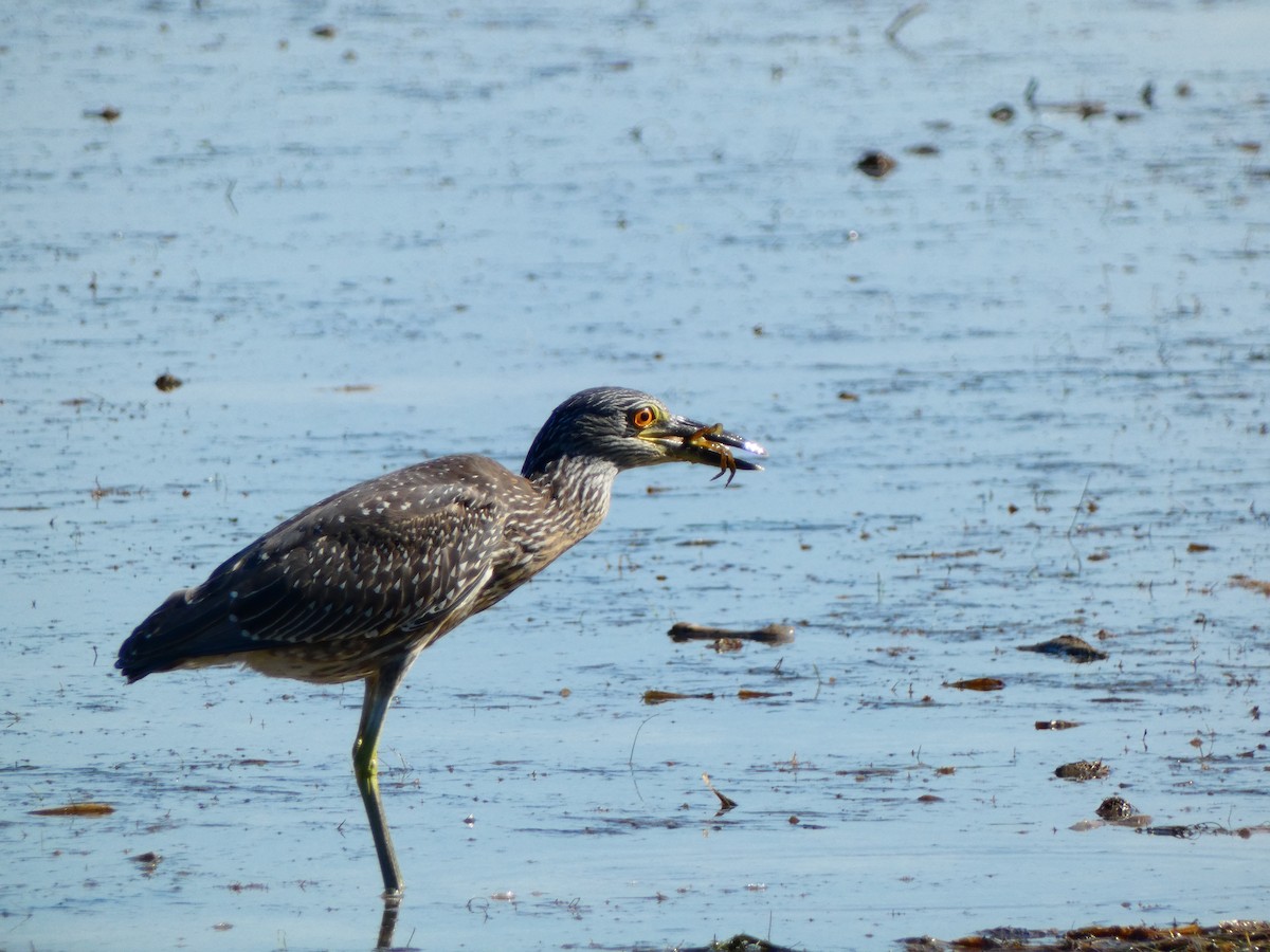 kvakoš žlutočelý [skupina violacea] - ML646054954