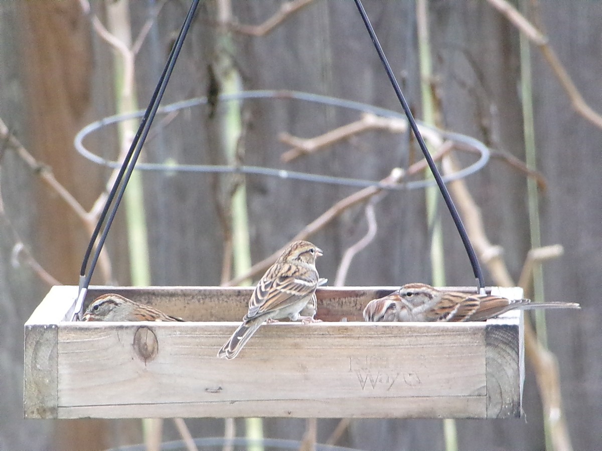 Карнатка білоброва - ML646054958