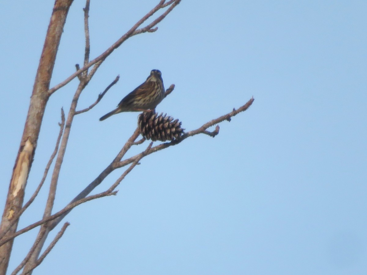 Savannah Sparrow - ML646054962