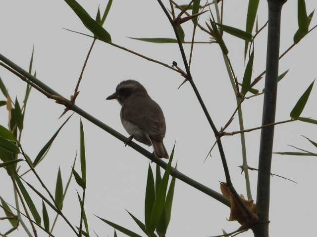 Common Woodshrike - ML646054970