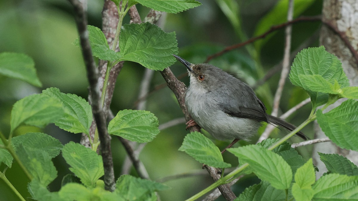 Long-billed Tailorbird - ML646054972