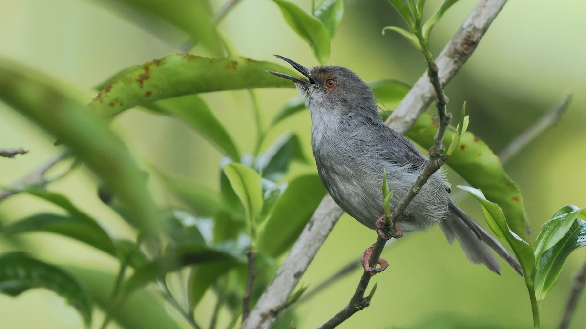 Long-billed Tailorbird - ML646054973