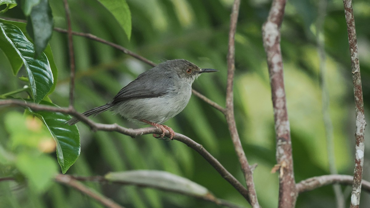 Long-billed Tailorbird - ML646054974