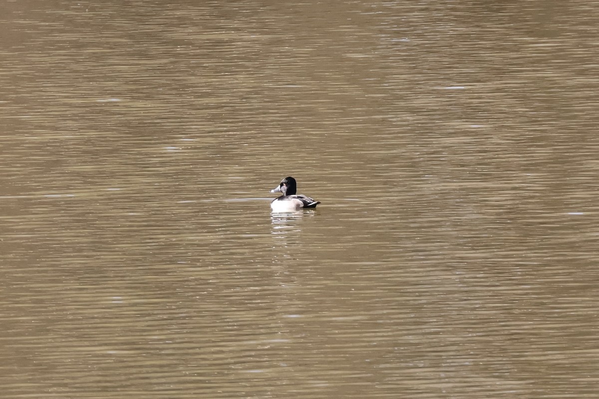 Ring-necked Duck - ML646054975