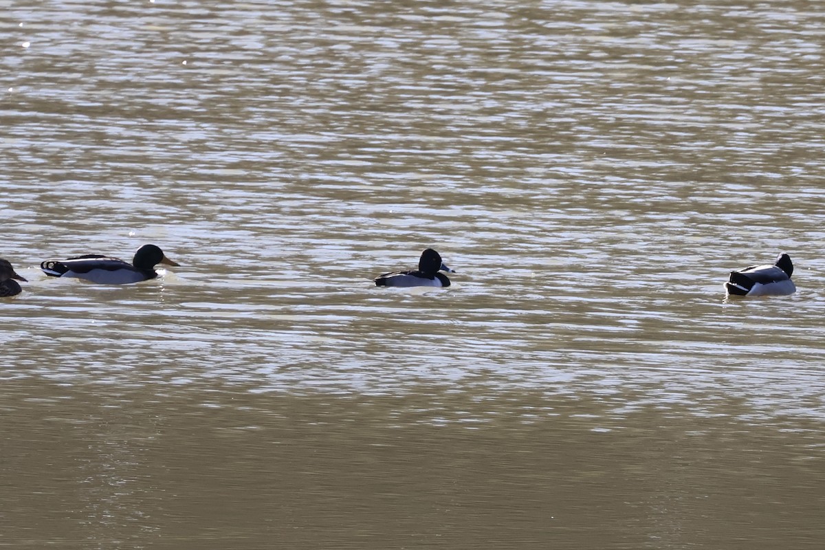 Ring-necked Duck - ML646054976