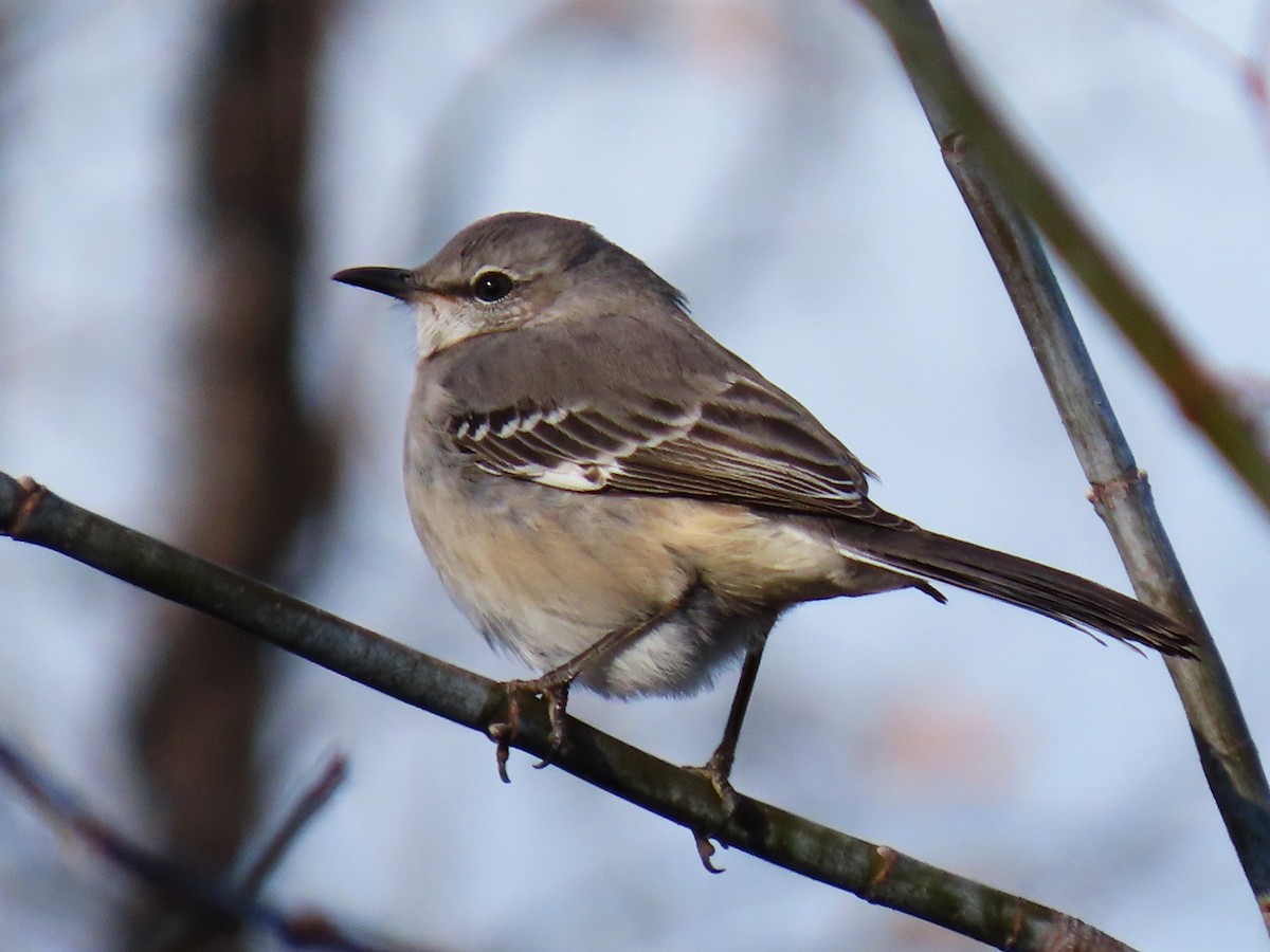 drozdec mnohohlasý - ML646054977