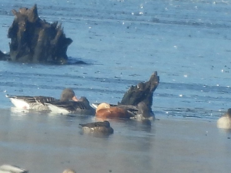 Ruddy Shelduck - ML646054984