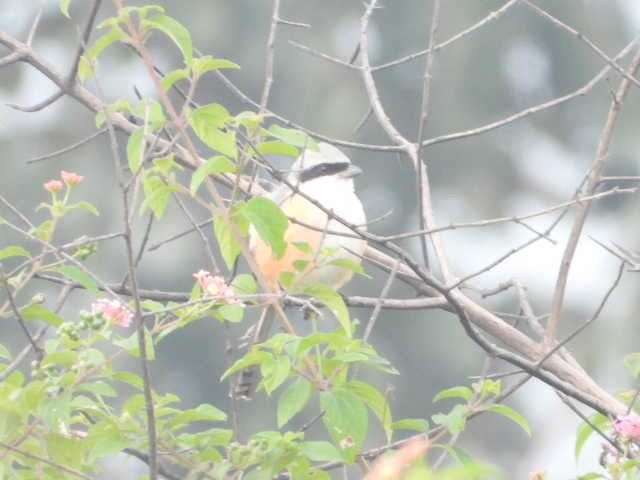 Long-tailed Shrike - ML646054985