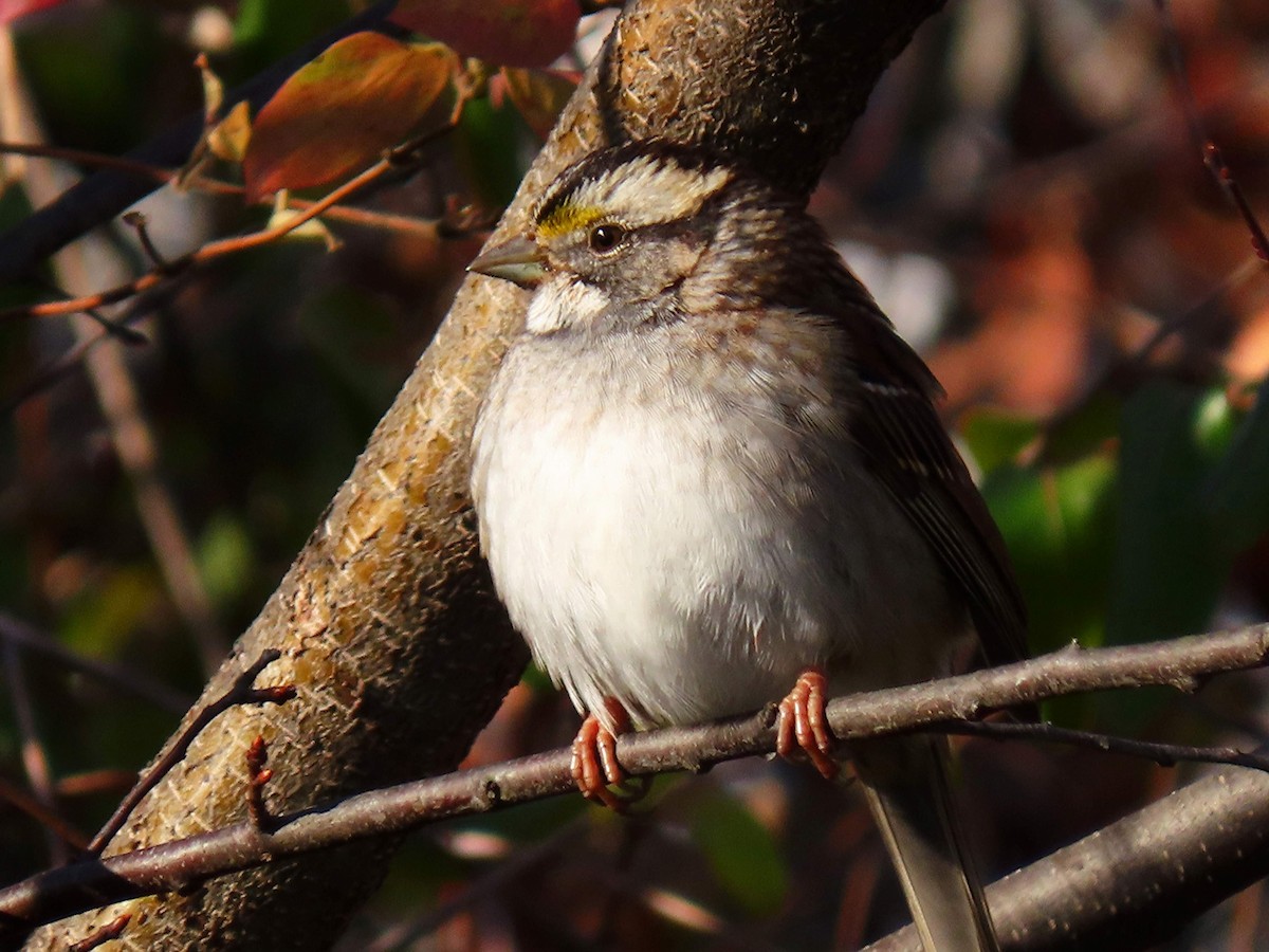strnadec bělohrdlý - ML646054994