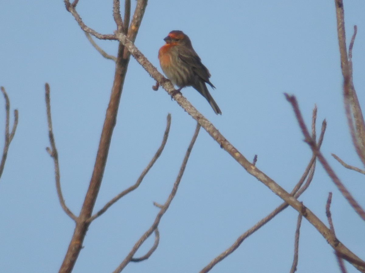 House Finch - ML646054995