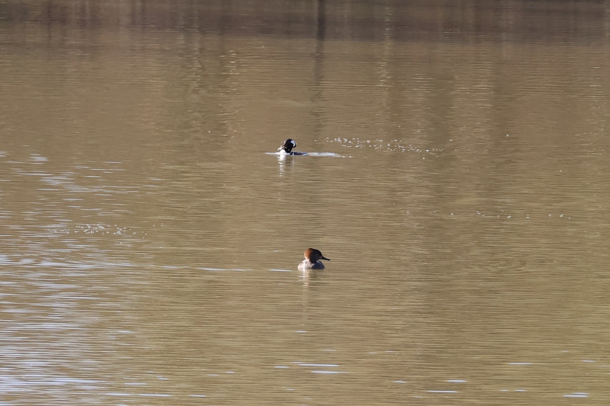 Hooded Merganser - ML646055033