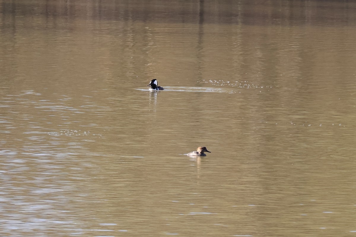 Hooded Merganser - ML646055034