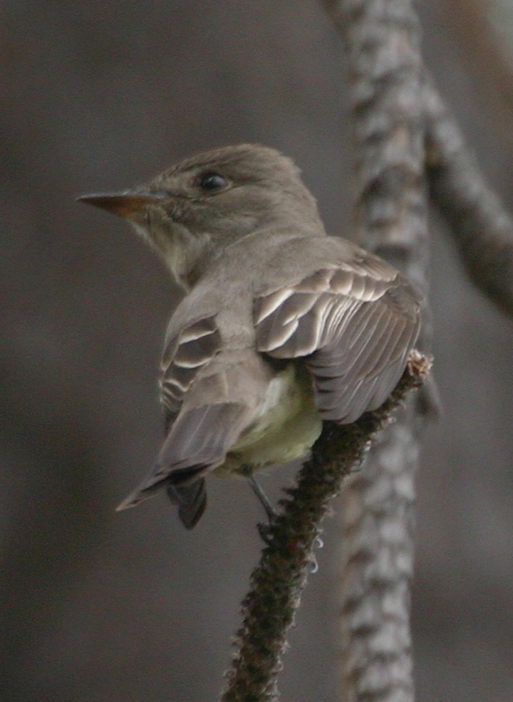 Blasskehl-Schnäppertyrann - ML646055037