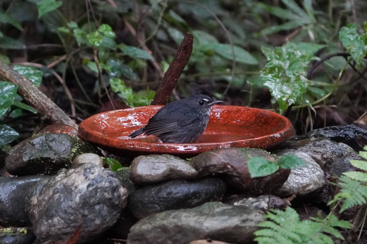 Lesser Shortwing - ML646055038