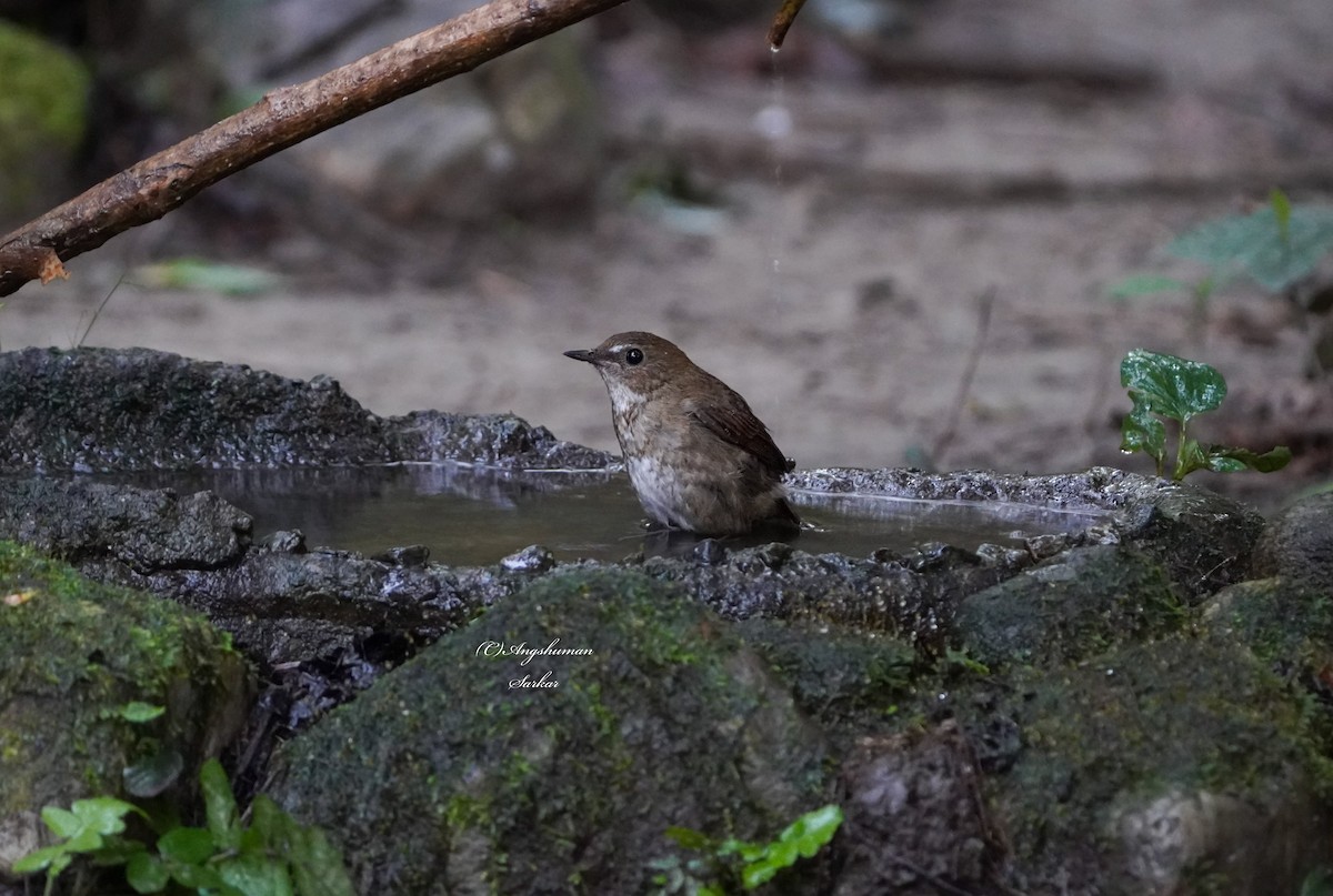 Lesser Shortwing - ML646055039