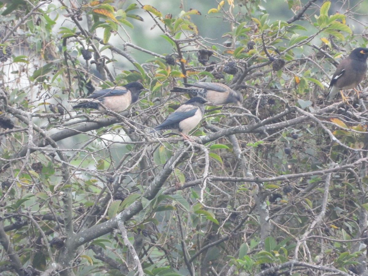 Storno roseo - ML646055045