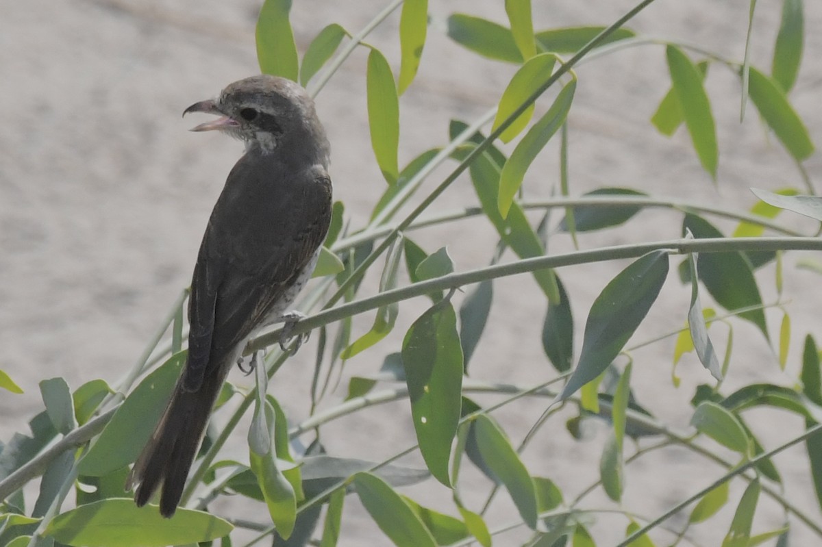 Red-tailed Shrike - ML646055047