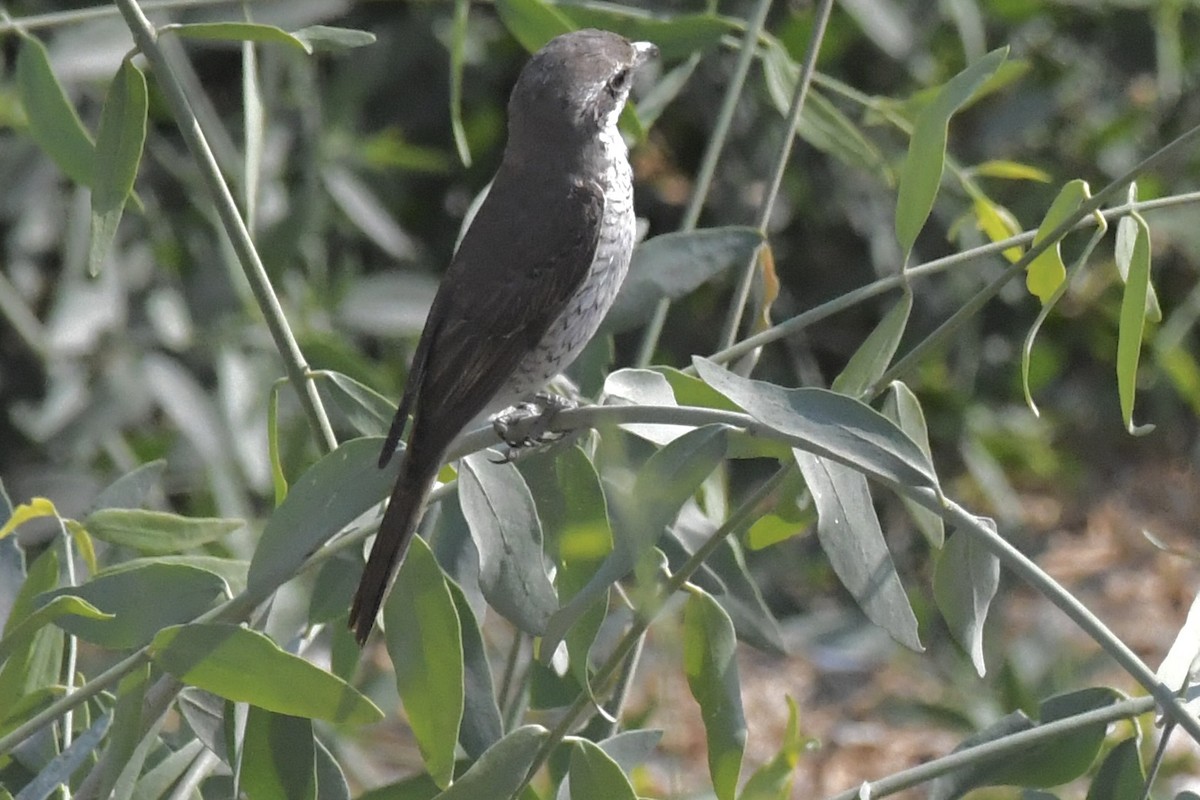 Red-tailed Shrike - ML646055048