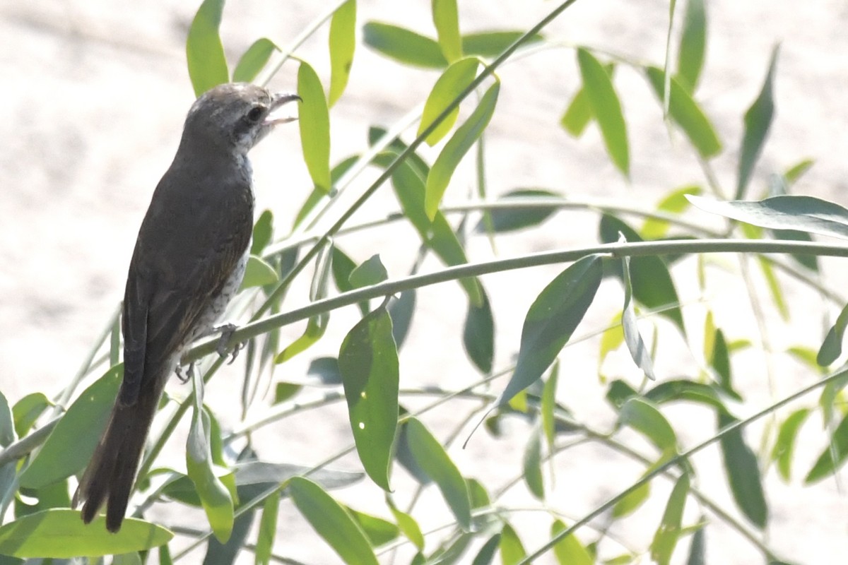 Red-tailed Shrike - ML646055049
