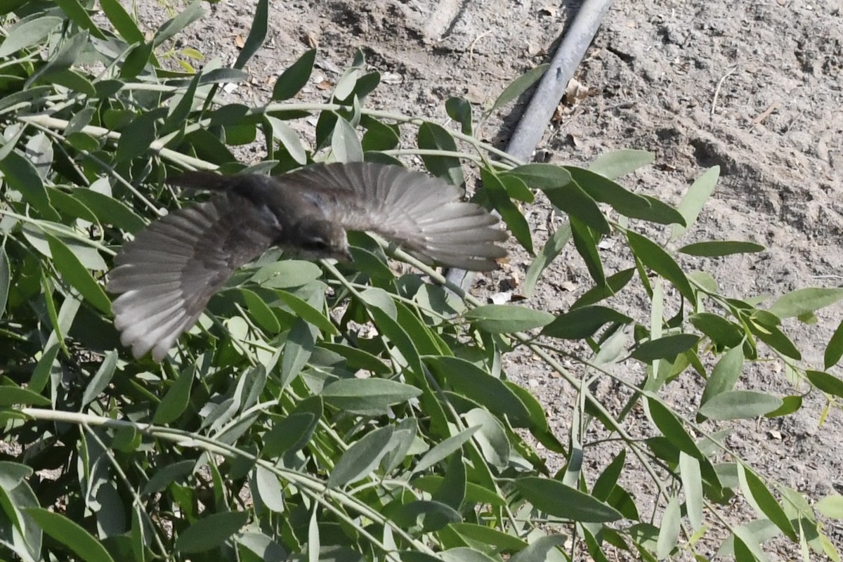 Red-tailed Shrike - ML646055050