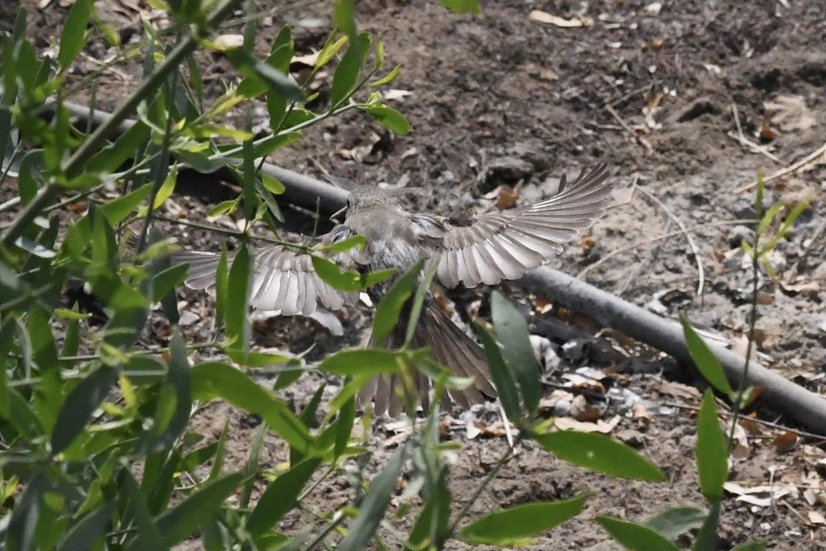 Red-tailed Shrike - ML646055051