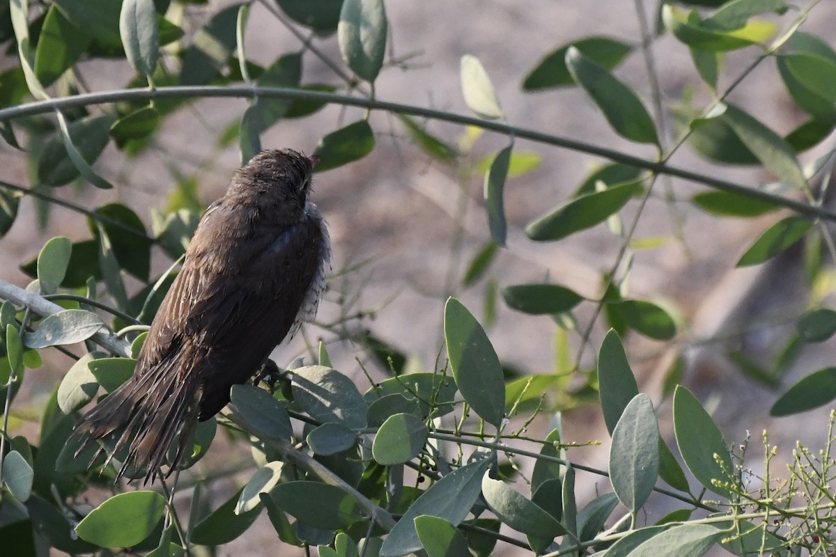 Red-tailed Shrike - ML646055052