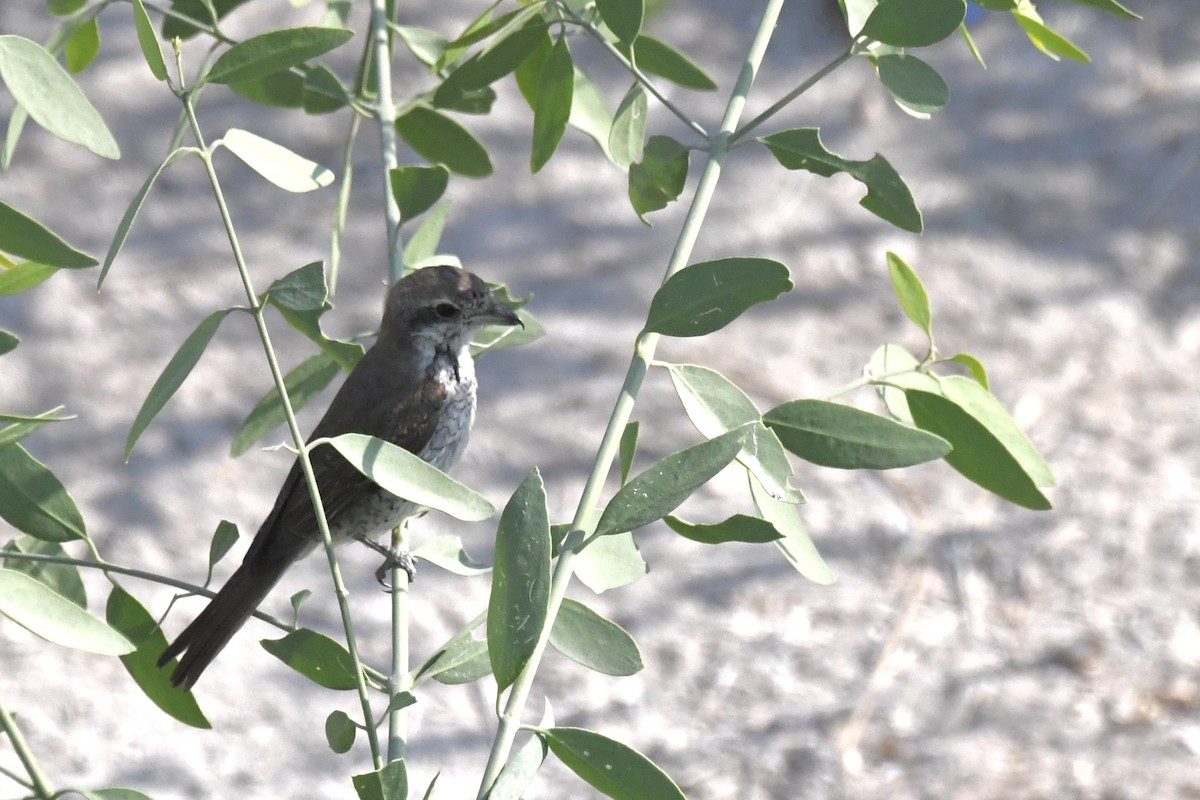 Red-tailed Shrike - ML646055053