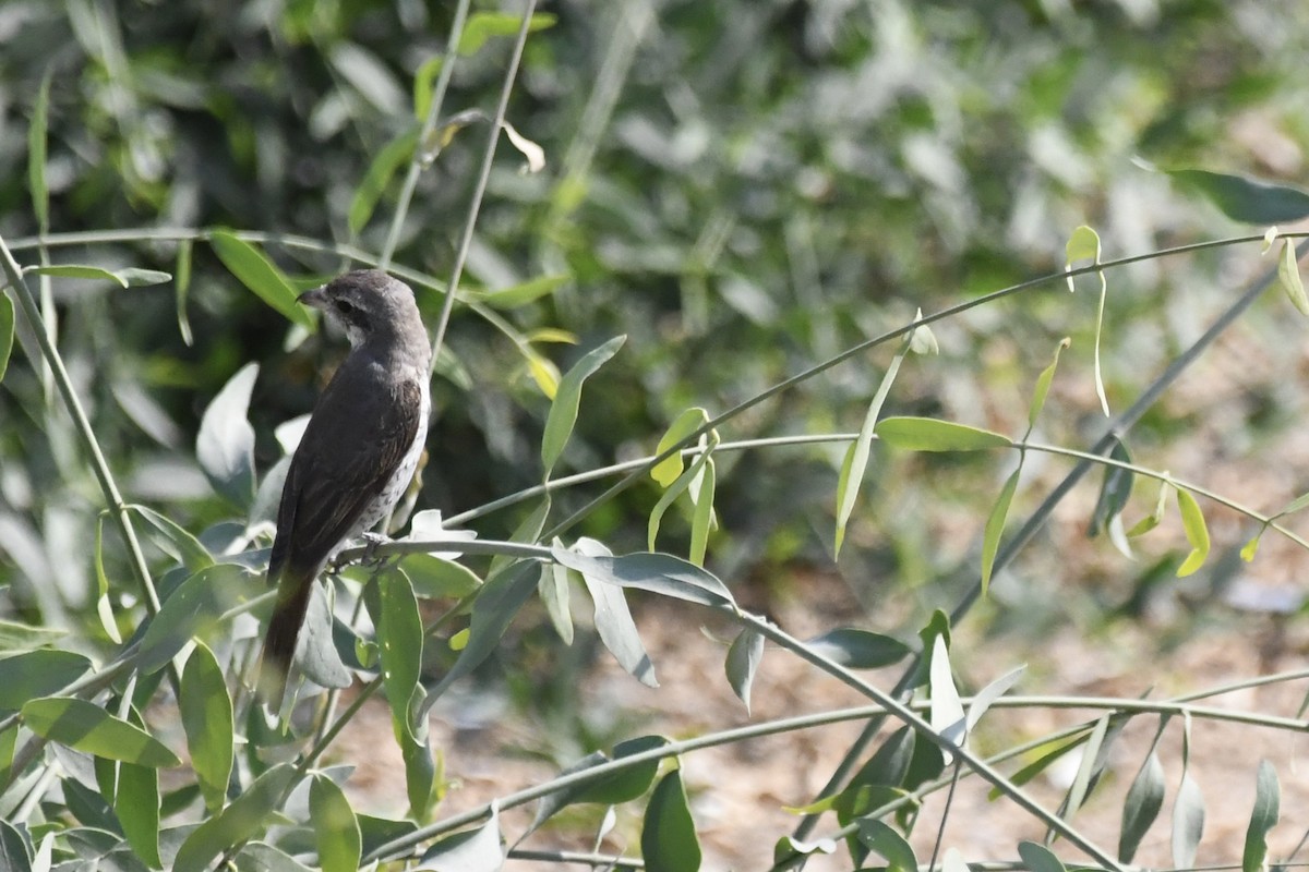 Red-tailed Shrike - ML646055054