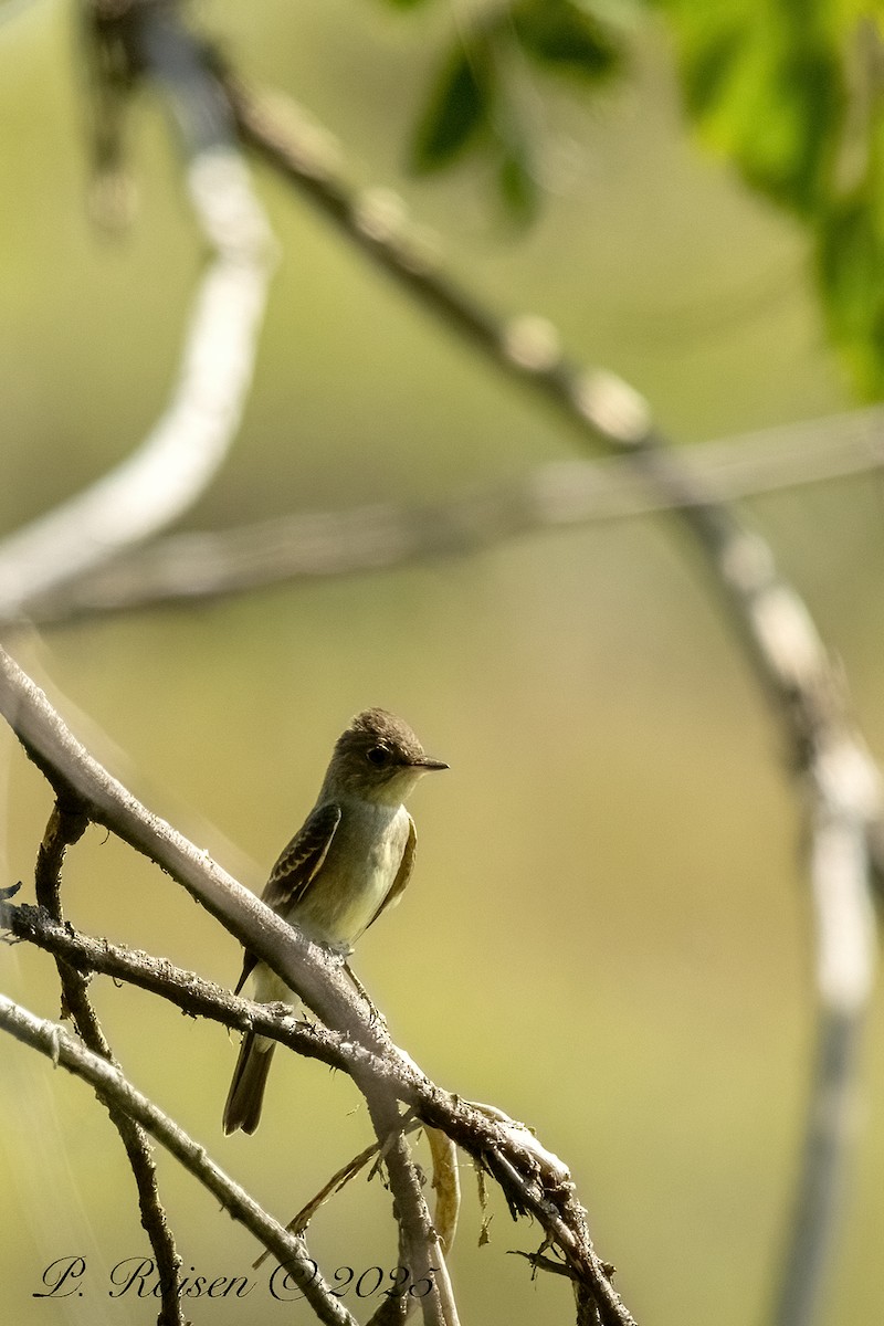 Blasskehl-Schnäppertyrann - ML646055055