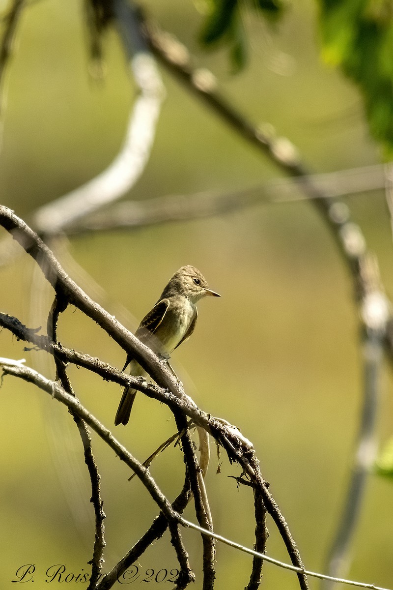 Blasskehl-Schnäppertyrann - ML646055056