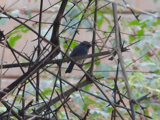 Tickell's Blue Flycatcher - ML646055061