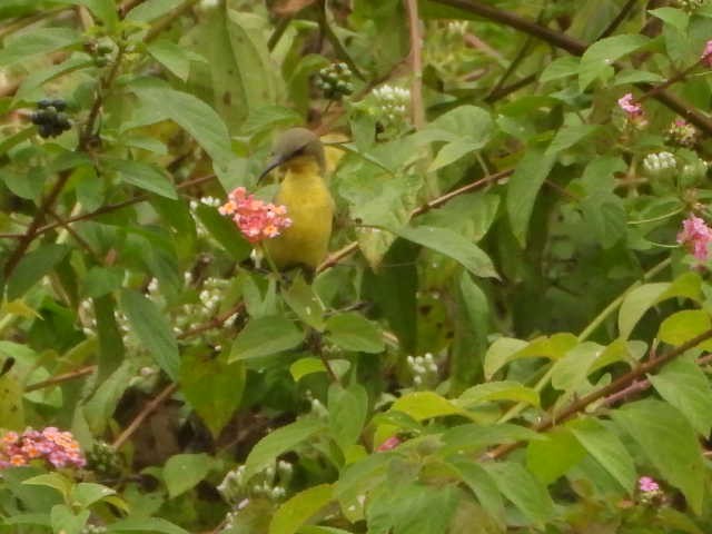 Purple-rumped Sunbird - ML646055070