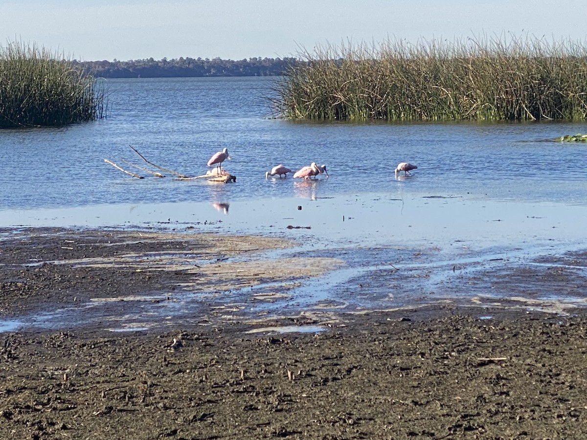 Roseate Spoonbill - ML646055082