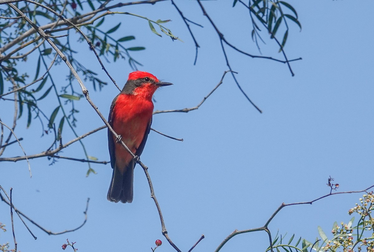 Vermilion Flycatcher - ML646055083