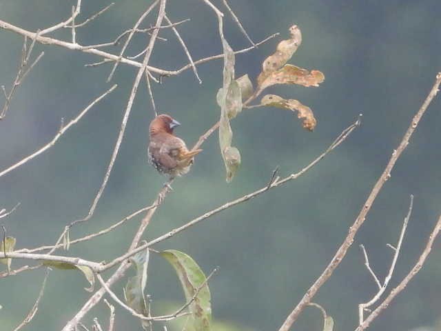 Munia pettosquamato - ML646055106