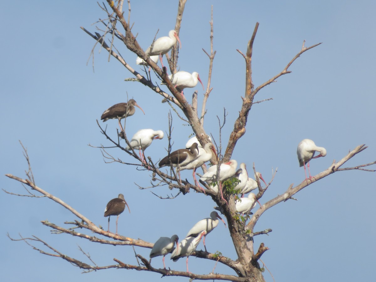 Ібіс білий - ML646055107