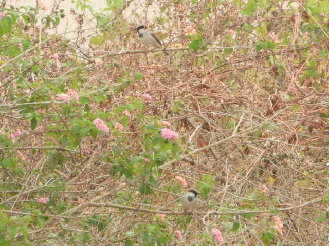 Gorrión Común - ML646055120